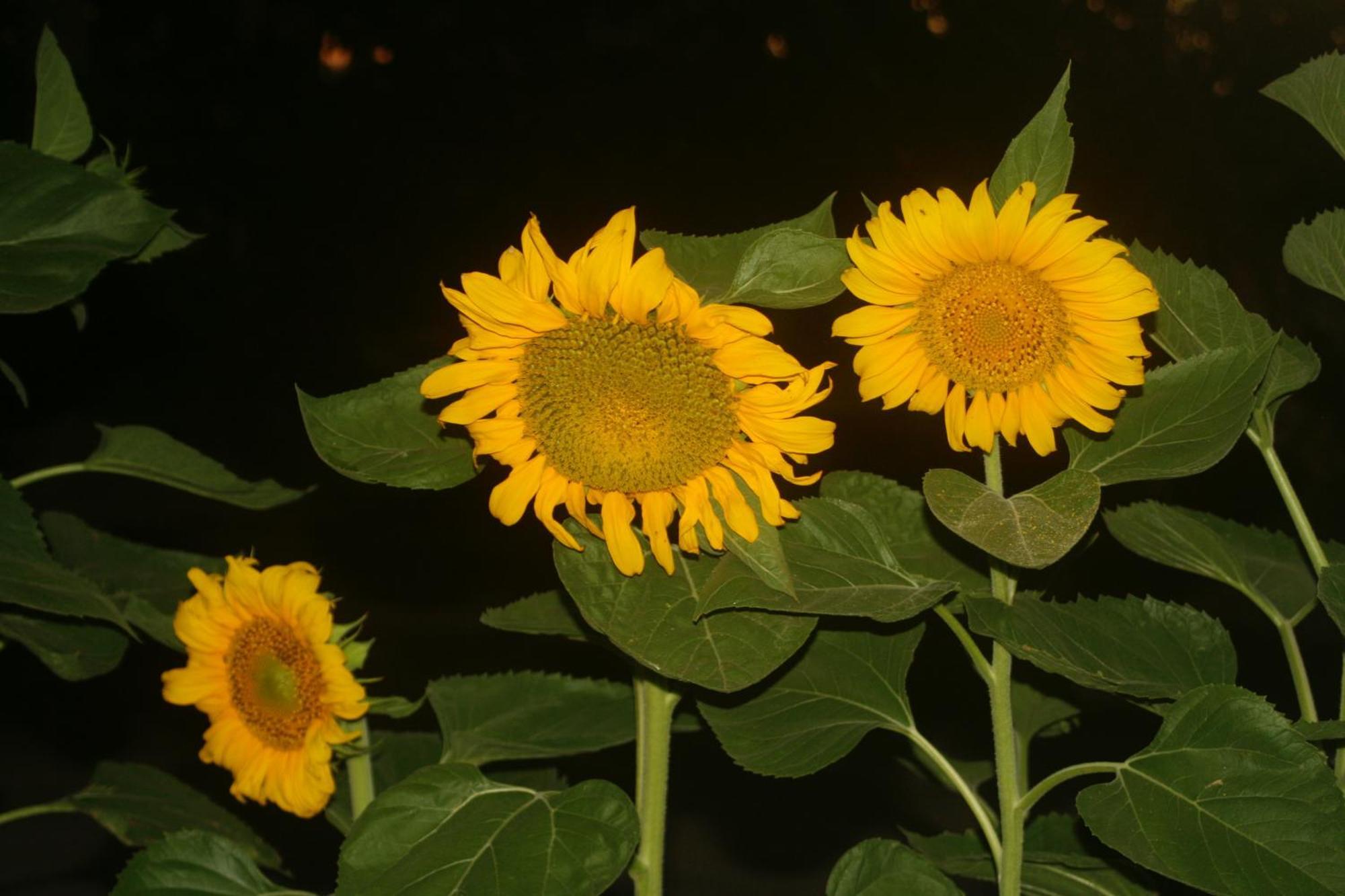 Finca La Celestita Colonia Alvear 外观 照片
