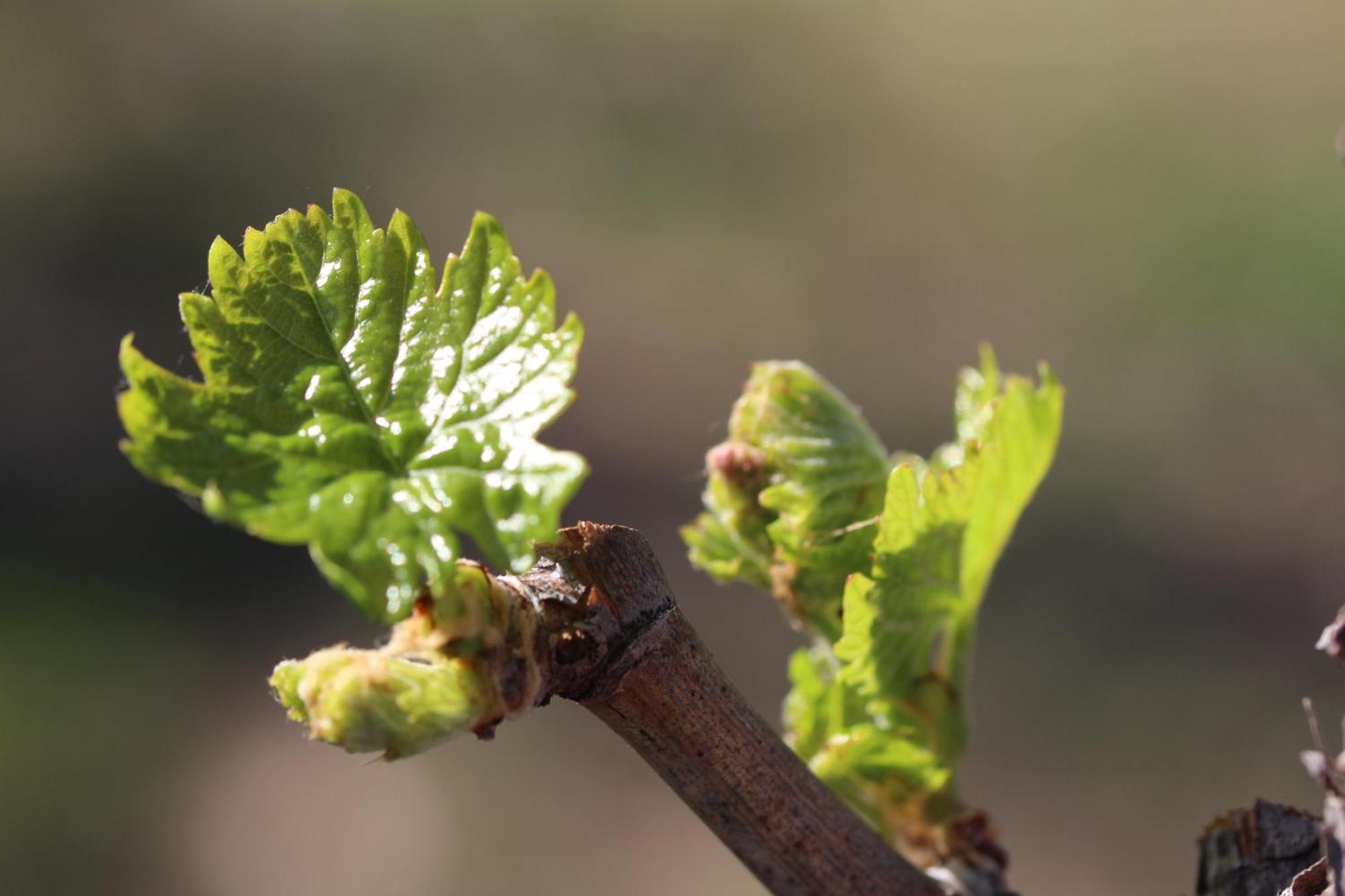 Finca La Celestita Colonia Alvear 外观 照片