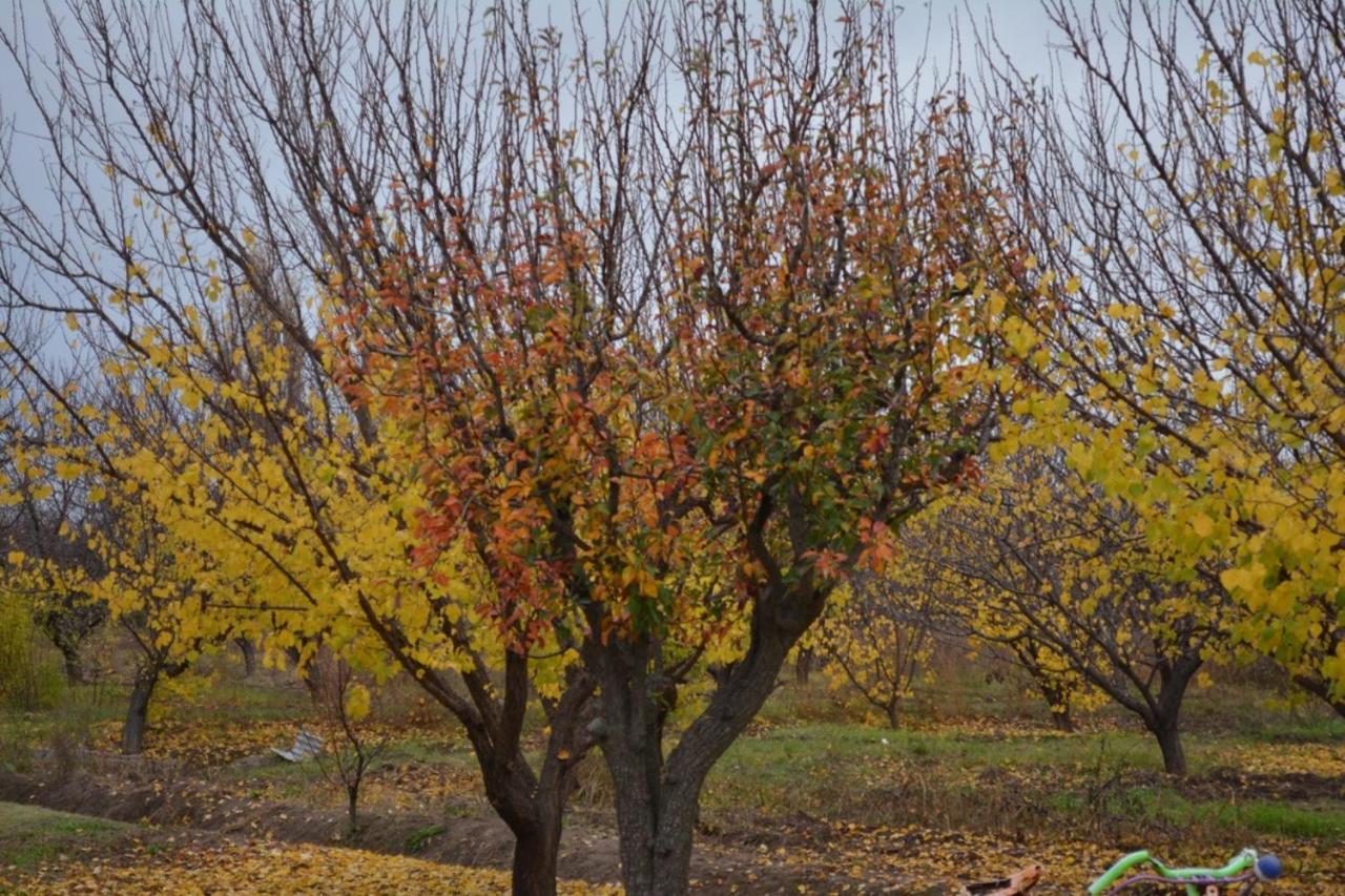 Finca La Celestita Colonia Alvear 外观 照片