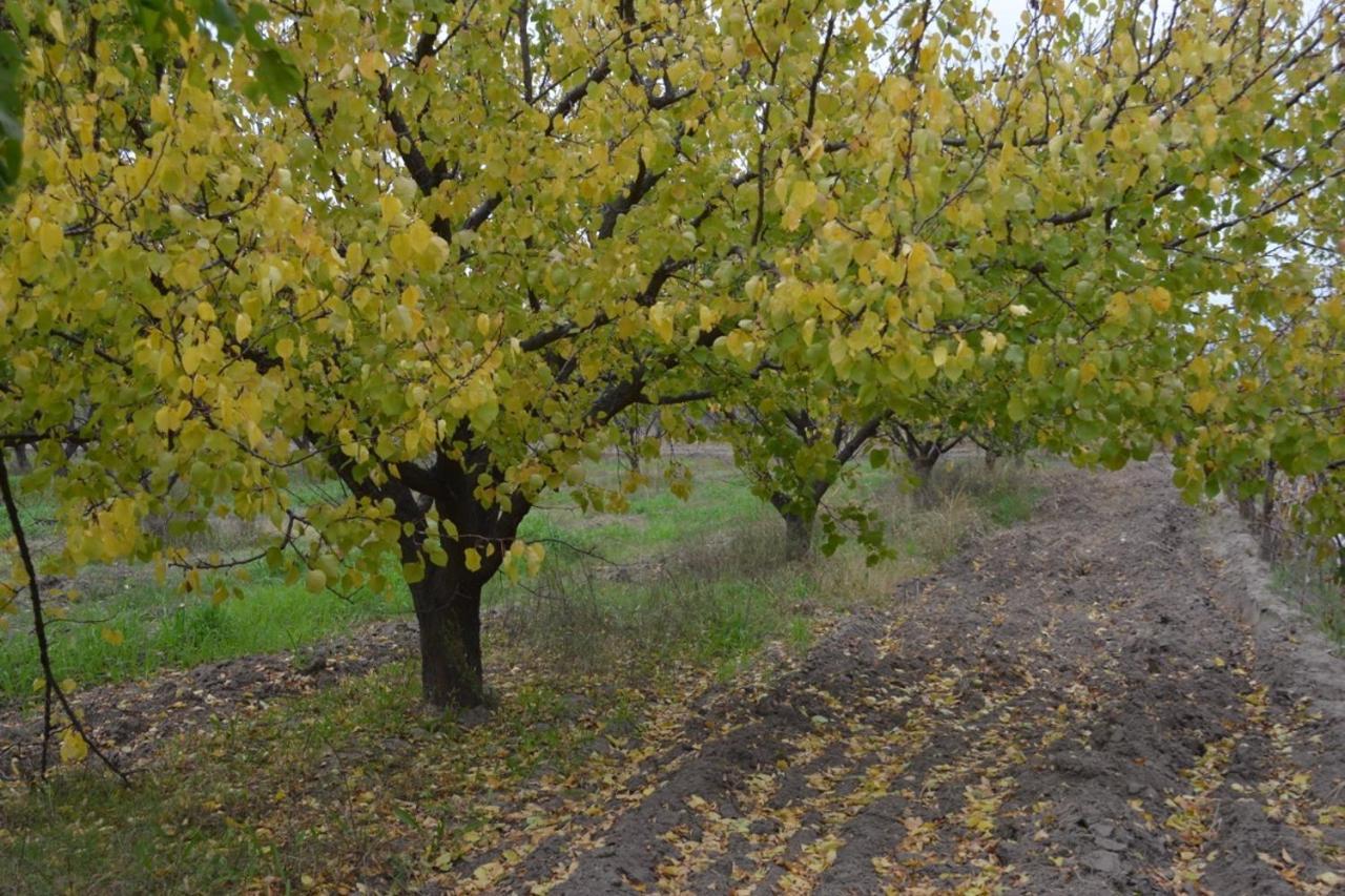 Finca La Celestita Colonia Alvear 外观 照片