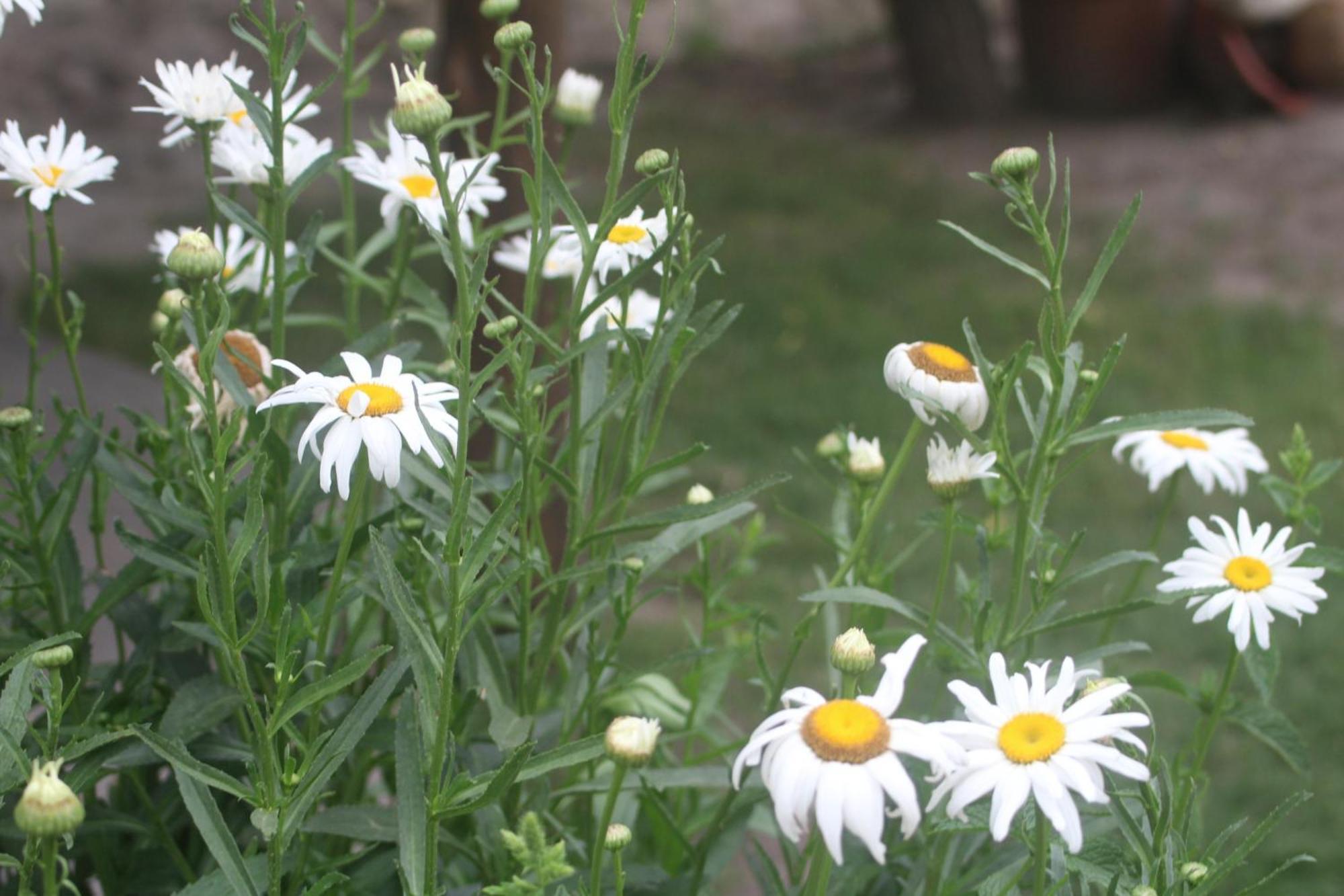 Finca La Celestita Colonia Alvear 外观 照片