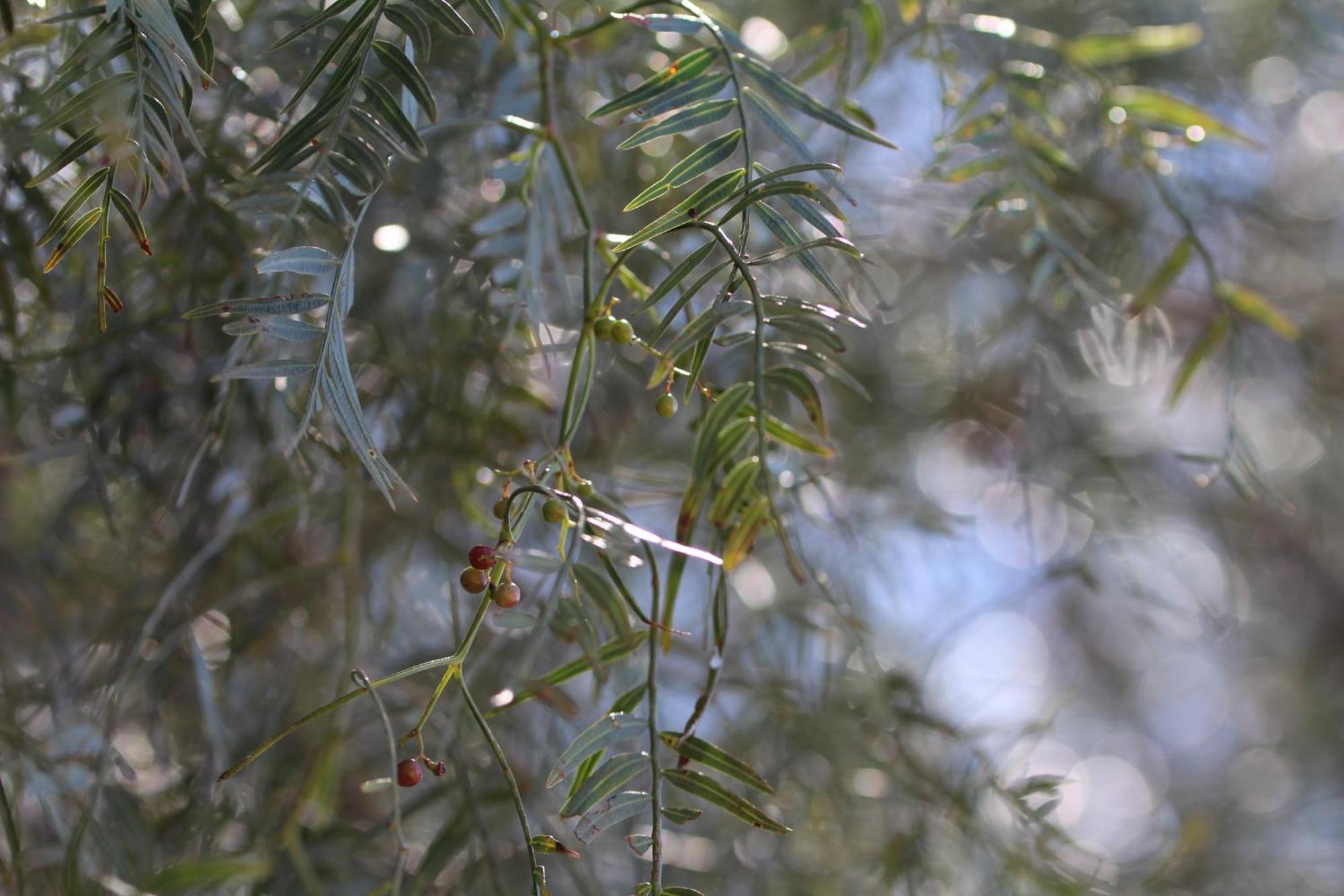Finca La Celestita Colonia Alvear 外观 照片