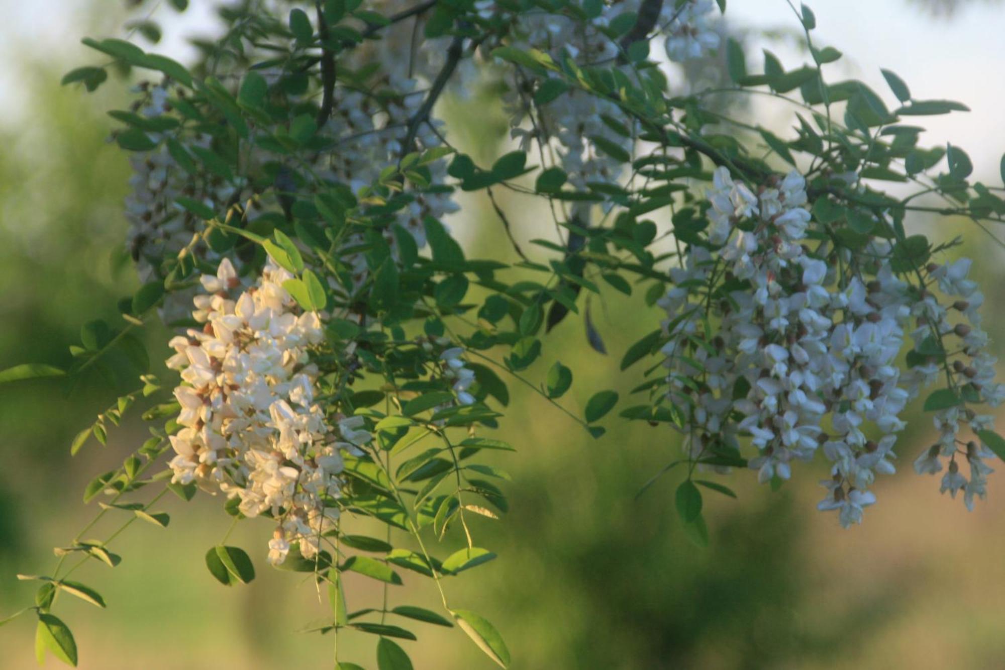Finca La Celestita Colonia Alvear 外观 照片