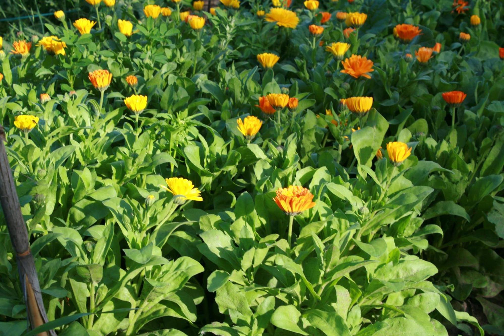 Finca La Celestita Colonia Alvear 外观 照片