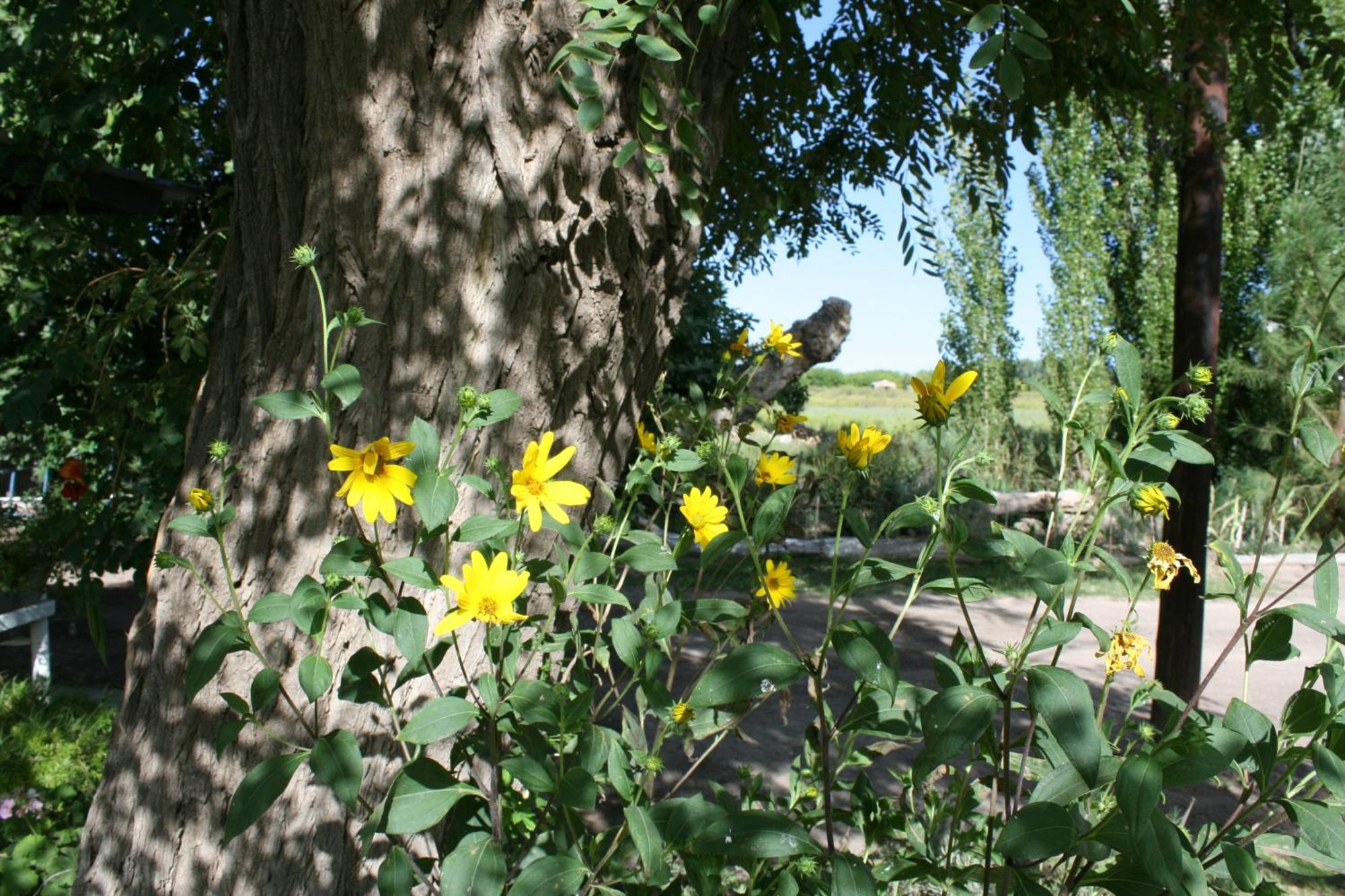 Finca La Celestita Colonia Alvear 外观 照片