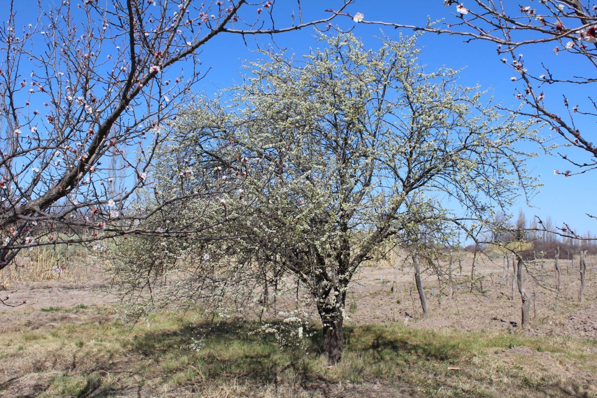 Finca La Celestita Colonia Alvear 外观 照片